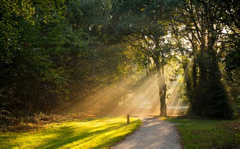 Free Images Landscape Tree Nature Forest Path Grass Light Wood