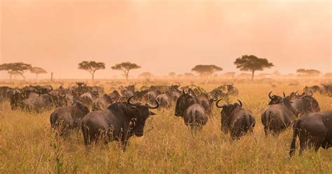 Animal Life In Serengeti National Park Information About Predators