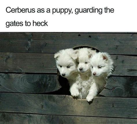 Cerberus As A Puppy Guarding The Gates To Heck Meme By