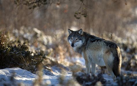 Animals Wolf Wolves Wildlife Predators Furface Eyes Stare Pov