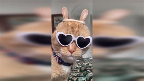Funny Cute Cats Tiktok Compilation 2 Смешные милые коты Tiktok