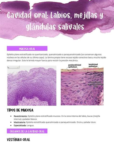 Cavidad Oral Histolog A Valentina Cano Udocz