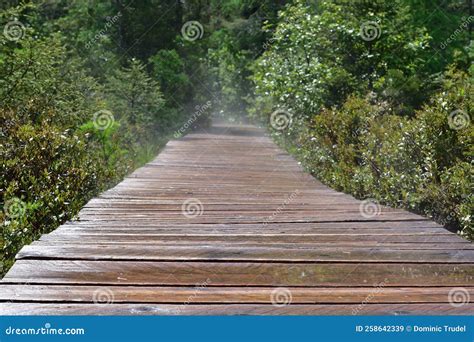 Wooden Boardwalk Accross Wetland Wood Board Walkway Accross Marshland