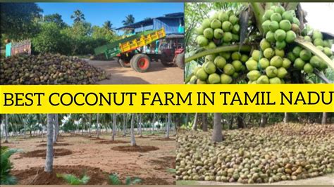 How To Harvest Coconuts In Our Coconut Farm Best Method Get More