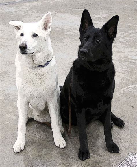 White And Black German Shepherds Black German Shepherd Dog German