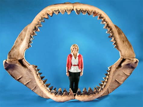 “megalodon” The Largest Shark Ever And Has Teeth 3 Times Bigger Than A Great White Shark We