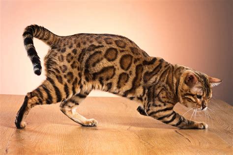 5 Domestic Cat Breeds That Look Wild Wise Kitten