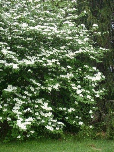 Order today with free shipping. Care Of Mock Orange Bush - Growing Conditions For Mock Orange