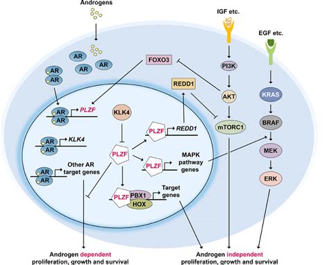 Plzf Regulatory Network In Prostate Cancer Androgen Receptor Ar