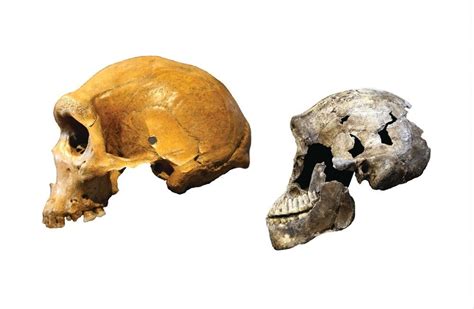 At the time, researchers unearthed more than 1,500. L'Homo Naledi aurait put coexister avec l'Homme moderne - GuruMeditation