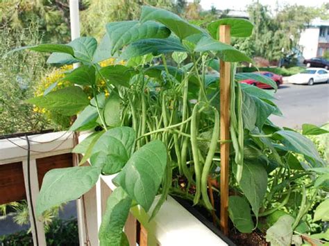 How To Grow Green Beans In A Pot Plant Instructions