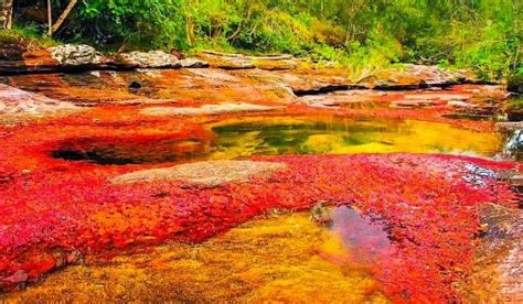 The Culture Ghost Beauty Of Liquid Rainbow Colombia The River Of Five