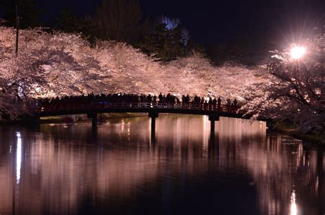 Cherry Blossoms At Night Best Places For Cherry Blossom