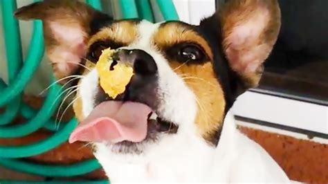 Cute Puppy Eats Peanut Butter Slowmo Iphone 5s Youtube