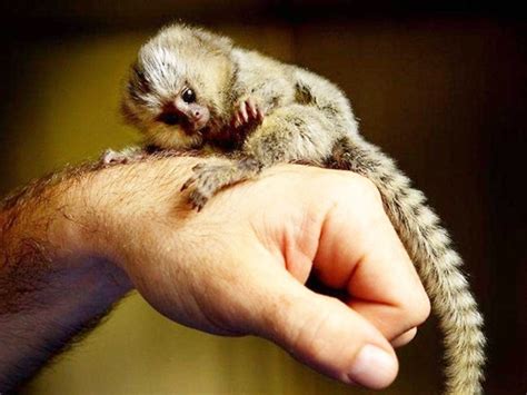 Small Monkey Breeds You Can Have As Pets