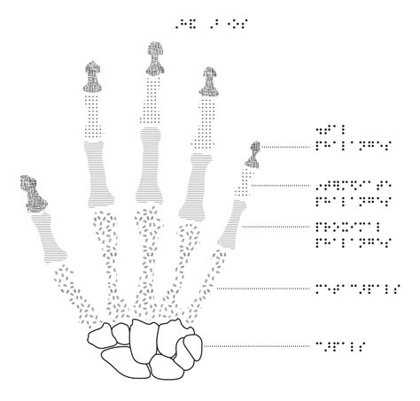 Hand Bone Diagram Resource Imageshare