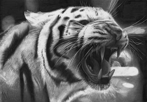 White Tiger By Marcelkiss On Deviantart