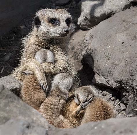 Name Our Baby Meerkats Dudley Zoo And Castle