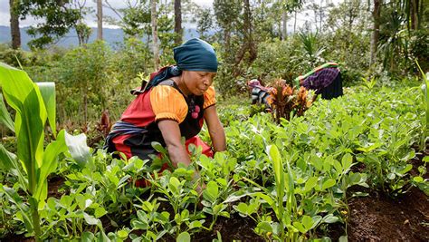 Agriculture And Livelihoods Improvement Program Exxonmobil Papua New