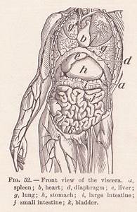 What Is Visceral Definition Referral Patterns Treatment