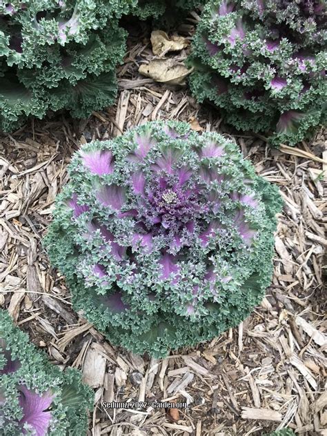 Photo Of The Entire Plant Of Flowering Kale Brassica Oleracea Var