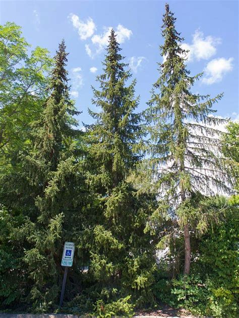 Поздрав са три прста / pozdrav sa tri prsta; Serbian Spruce | Chicago Botanic Garden