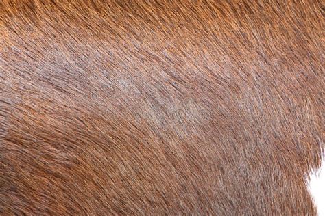Detail Of Brown Cow Fur Skin Background Stock Photo Image Of Hide