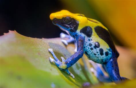 Poison Dart Frog Care Guide Everything You Need To Know About Keeping