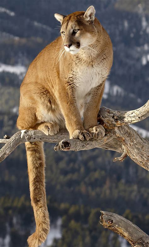 1280x2120 Cougar On A Branch 4k Iphone 6 Hd 4k Wallpapers Images