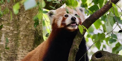 International Red Panda Day 2023 Date History Significance Facts