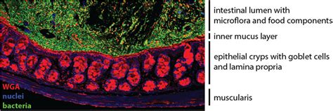 The Colonic Mucosa The Epithelial Cell Layer Of The Intestinal Mucosa