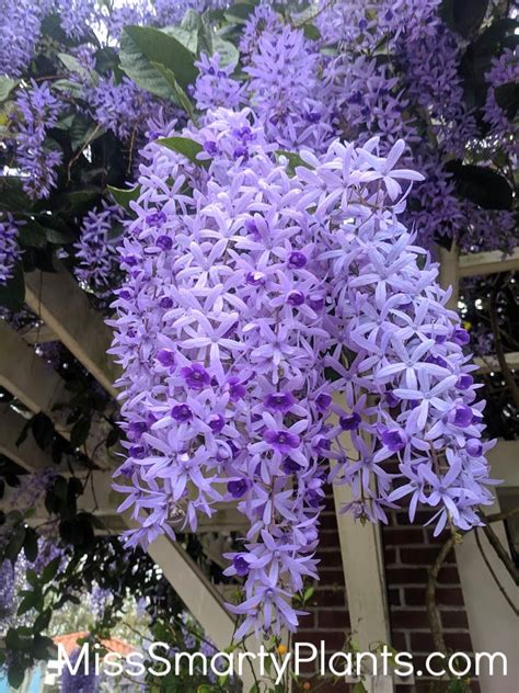 Vine plant with purple flowers. What's that purple flower vine? - Miss Smarty Plants