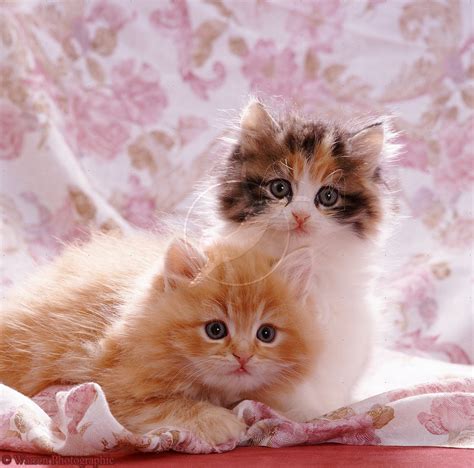 Free Download Cute Cats And Kittens Pictures And Wallpapers 1118x1104