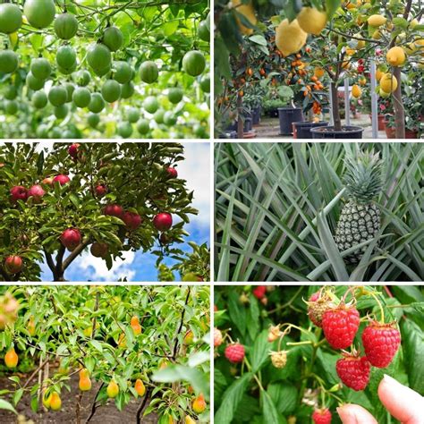20 easiest fruits anyone can grow [beginner friendly ideas] diy and crafts