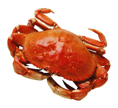 Crab Hd Png Transparent Crab Hdpng Images Pluspng