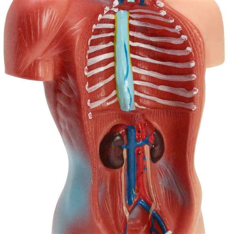 28cm Human Torso Body Organ Anatomy Anatomical Model Learning 15 Parts
