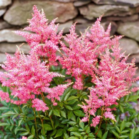 Cut back fall blooming perennials like aster. Best Perennials for Shade | Better Homes & Gardens