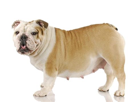 Can Bulldogs Give Birth Naturally A Complete Guide Pawsgeek
