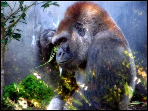 Maybe you would like to learn more about one of these? Chillin | Gorilla, Animals, Wallpaper