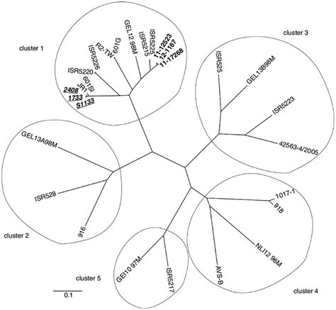 Phylogenetic Tree Showing The Five Clusters Of Arv Isolates The