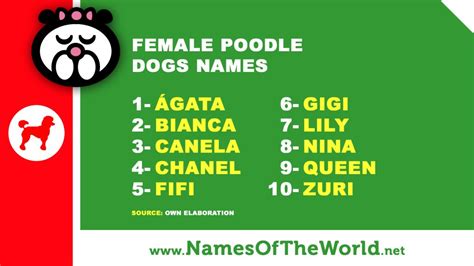 10 Female Poodle Dogs Names