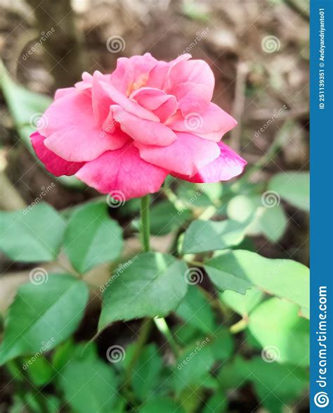 Beautiful Pink Roses In The Garden This Plant Is Widely Cultivated