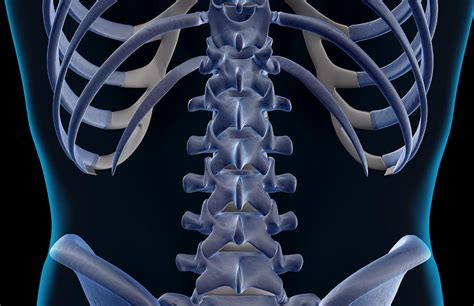 If i had to choose one thing i liked about my body. The Bones Of The Lower Back Digital Art by MedicalRF.com
