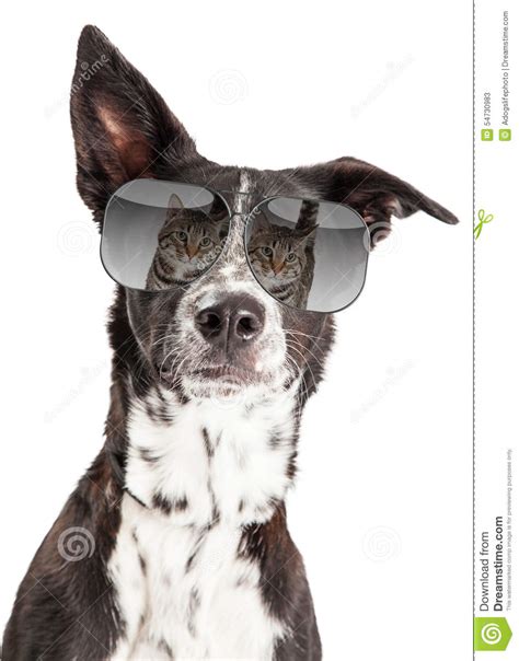 Funny Dog With Reflection Of Cat In Sunglasses Stock Image