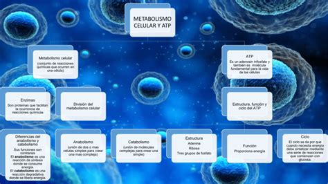 Metabolismo Celular Catabolismo Mol 233 Culas Que Intervienen En El