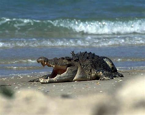 Saltwater Crocodile Crocodylus Porosus