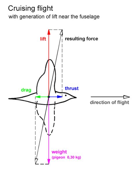 Newtonian Mechanics How Do Birds Generate Thrust Physics Stack