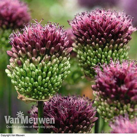 Allium Cottage Garden Collection Van Meuwen