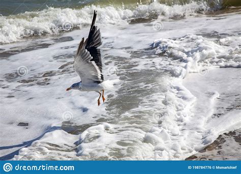 Seagull In Mid Flight Over Waves Stock Photo Image Of Wings Beach