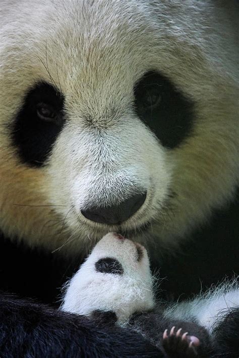 Giant Panda Female Holding Cub Beauval Zoopark France Photograph By